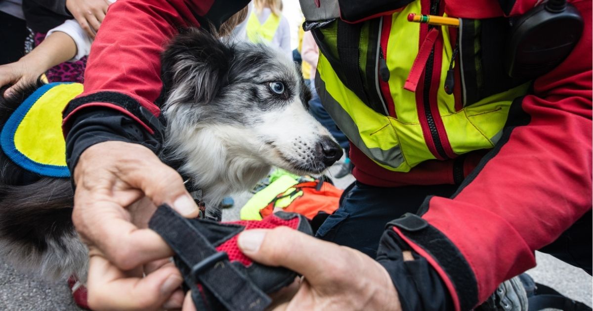 Is Your Pet Prepared for American Red Cross Month?
