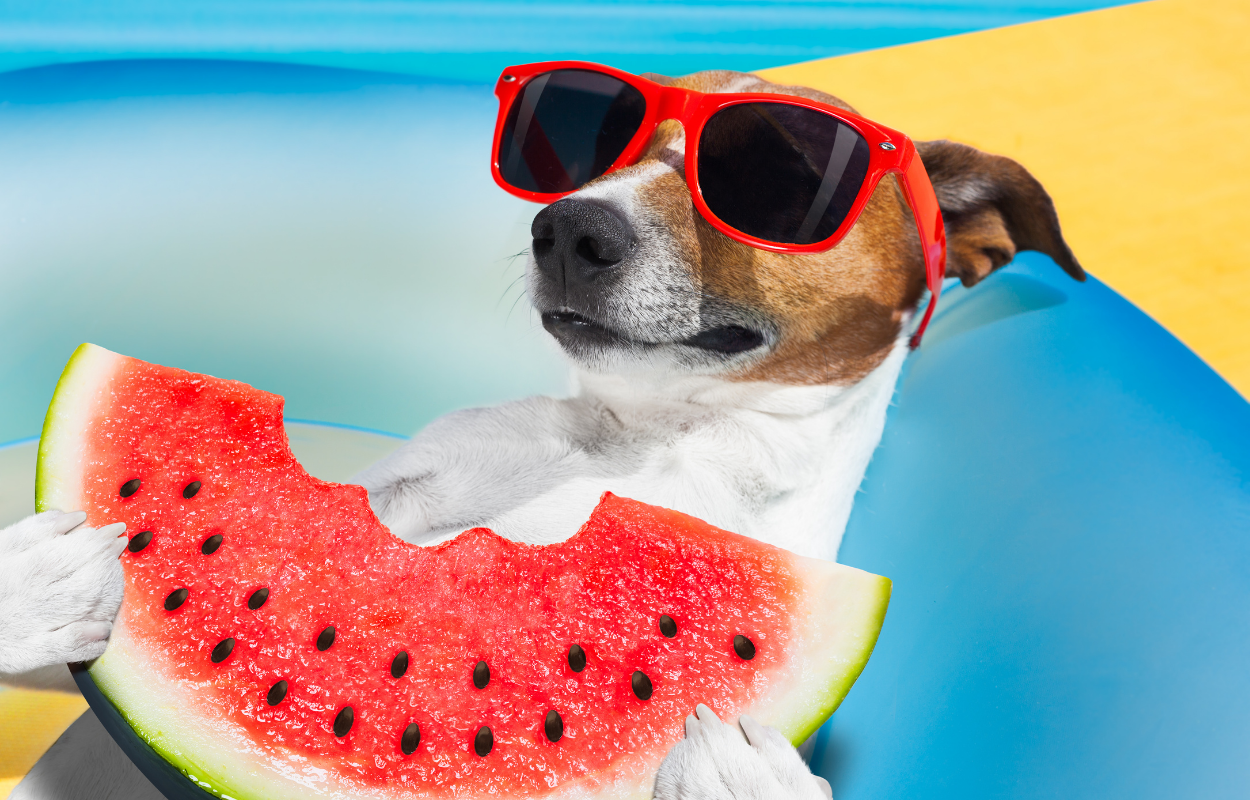 Dog eating watermelon