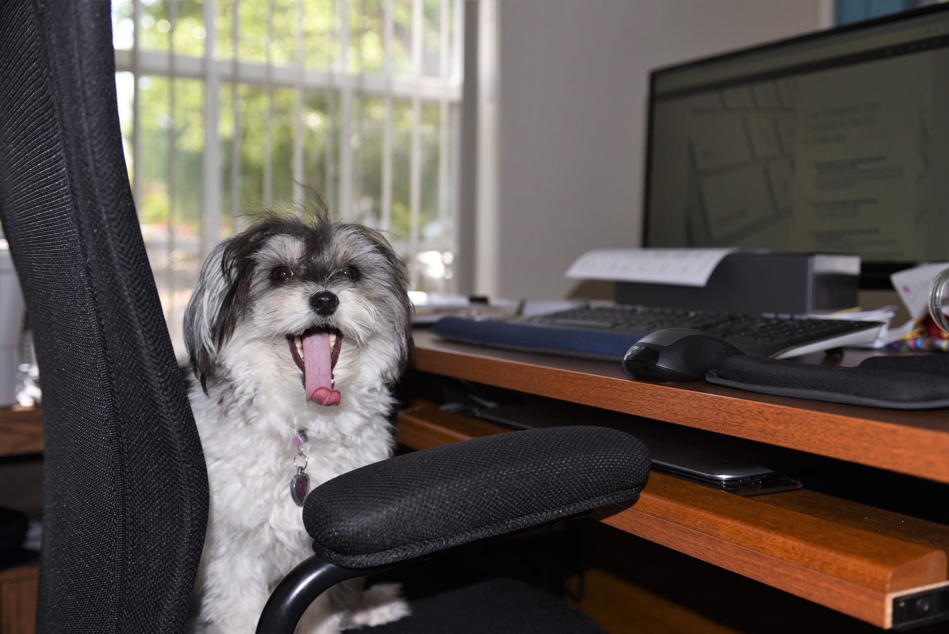 Dog at work