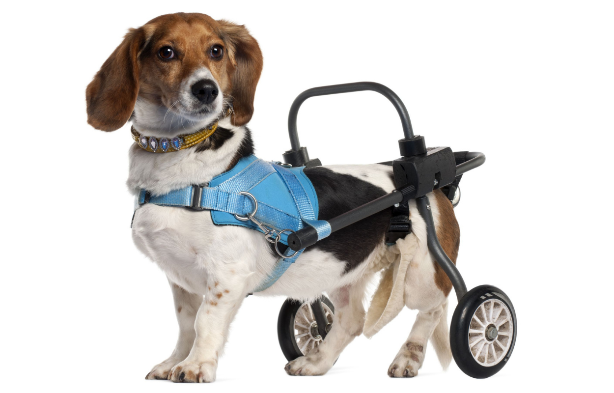 Disabled dog