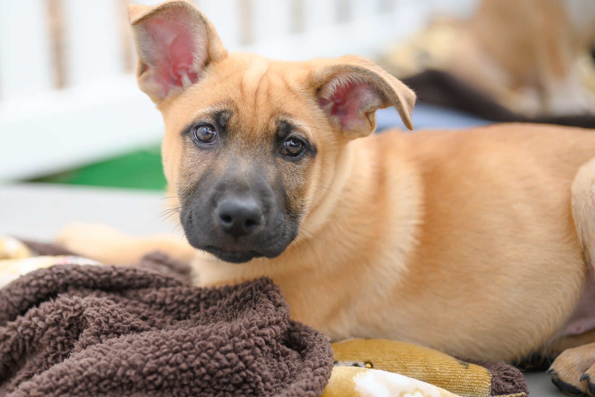 Foster a fur baby- Vital Pet Life