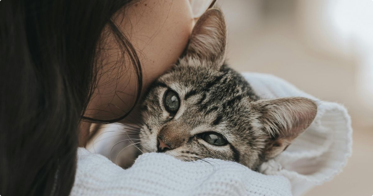 National Hug Your Cat Day: Benefits of Hugging Your Cats