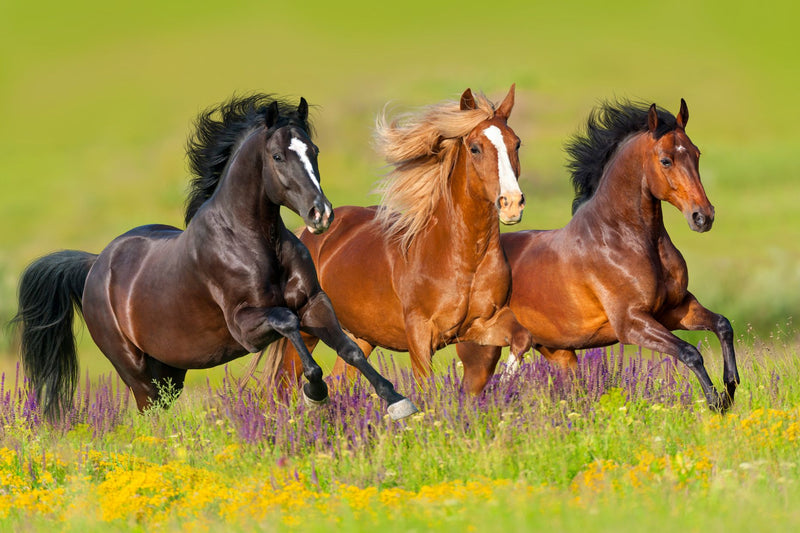 How Horses Can Improve Your Health