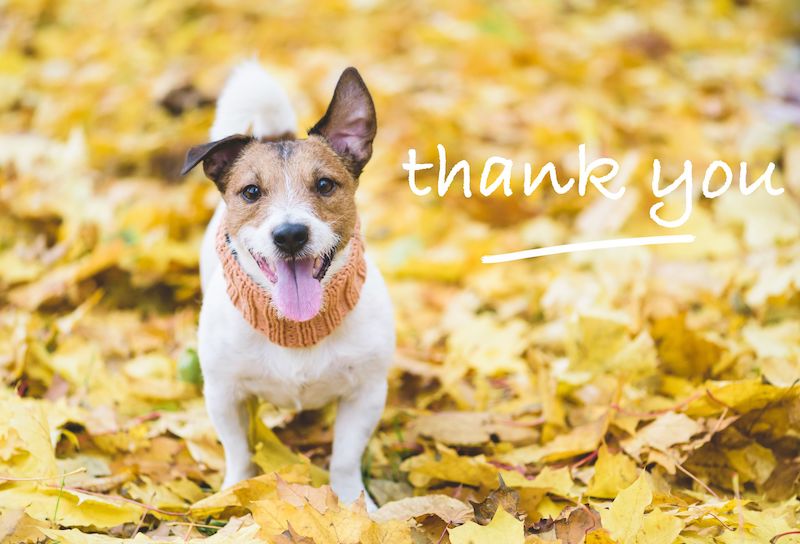 Thank you fur baby