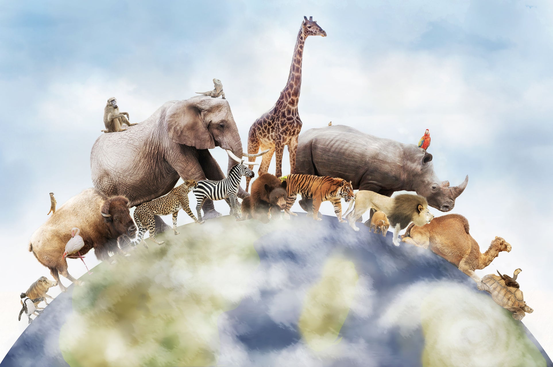 World Animal Day
