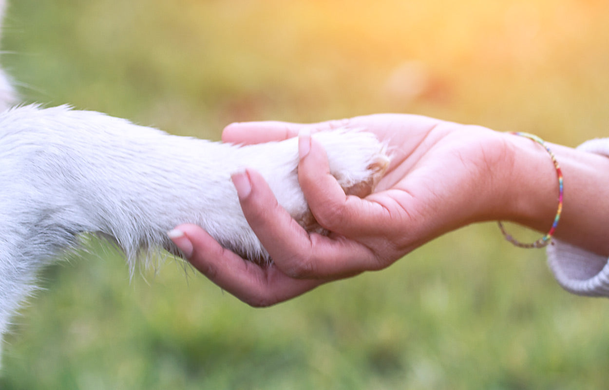 Dog's Paws and a Human Hand