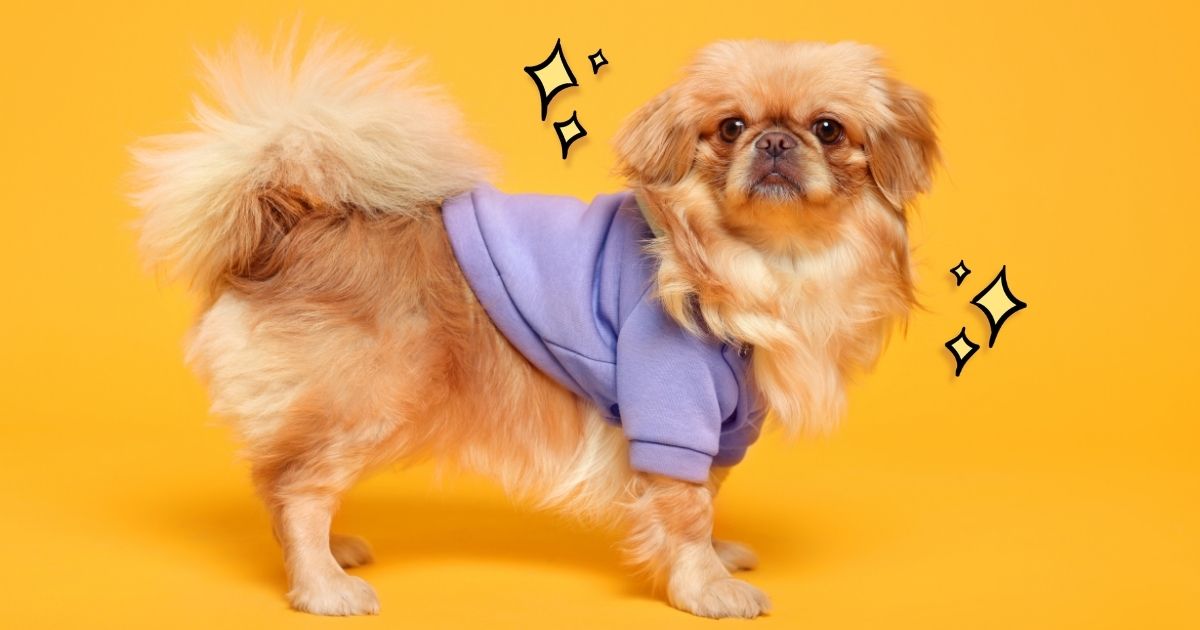 January 14th is National Dress Up Your Pet Day!