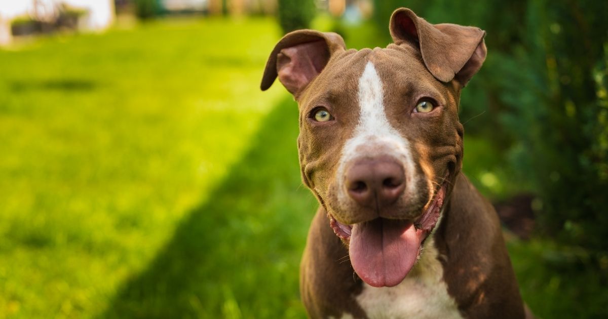 Myths and Facts About Pit Bulls