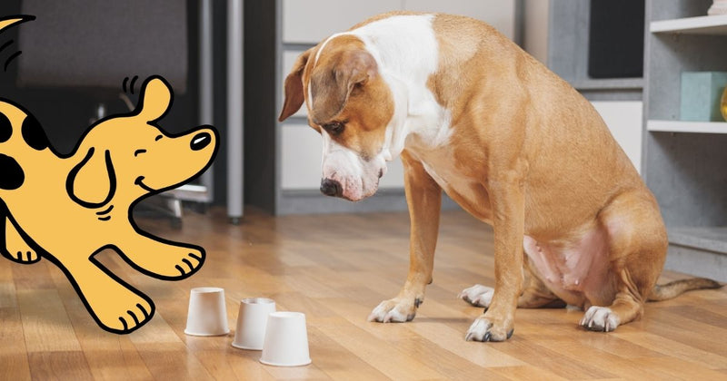 Engaging Minds and Tails: The World of Mind Games for Pets