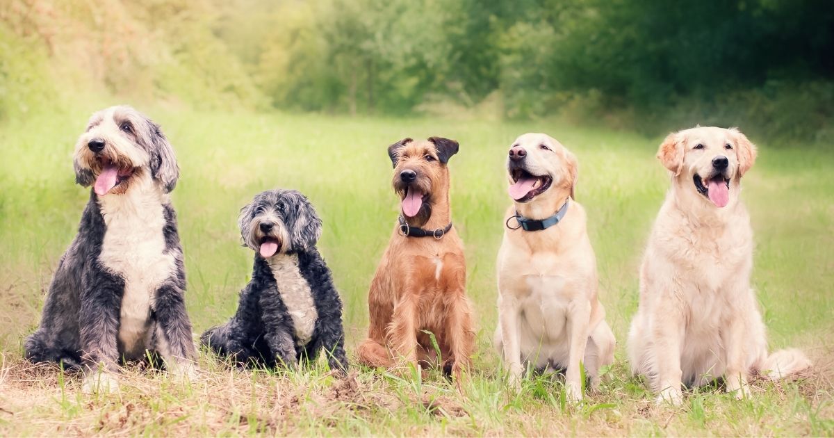Ways To Celebrate National Dog Day
