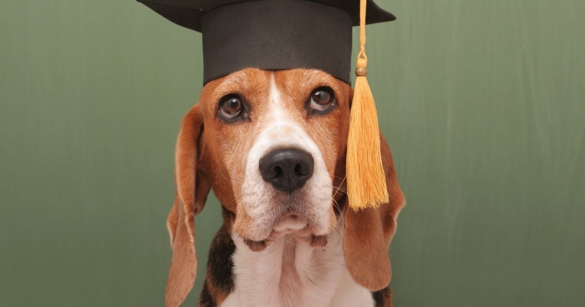 Is your dog a genius?