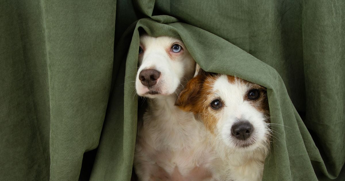 Hush Puppies: How To Calm The Anxious Dog