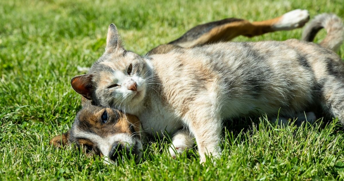 National Holistic Pet Day