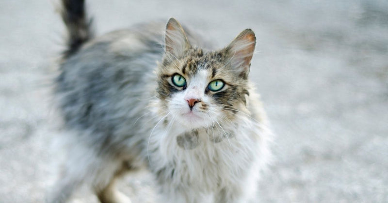 Feral and Stray Cats | Why celebrate Global Cat Day?
