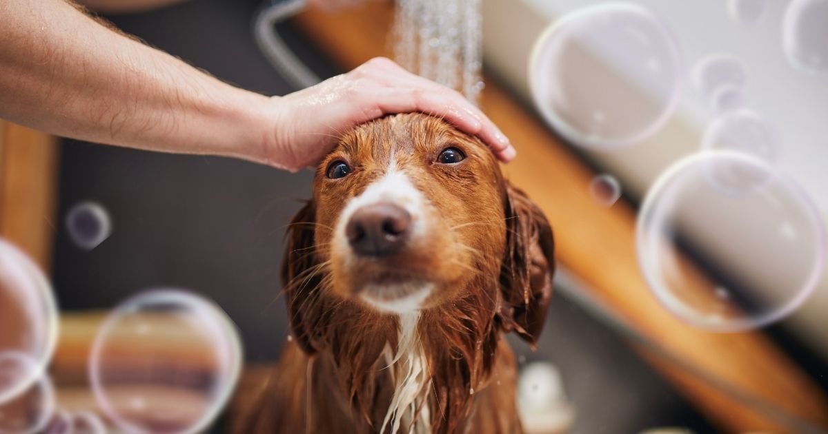Benefits of Oatmeal and Organic Aloe Vera Extract on Our Dog's Skin