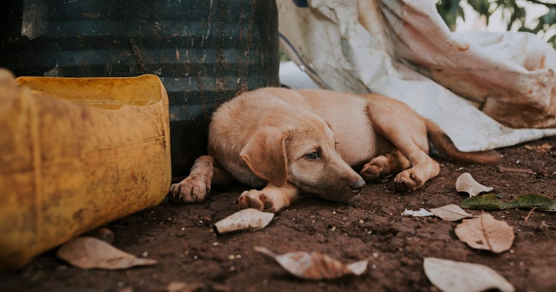 International Homeless Animals’ Day