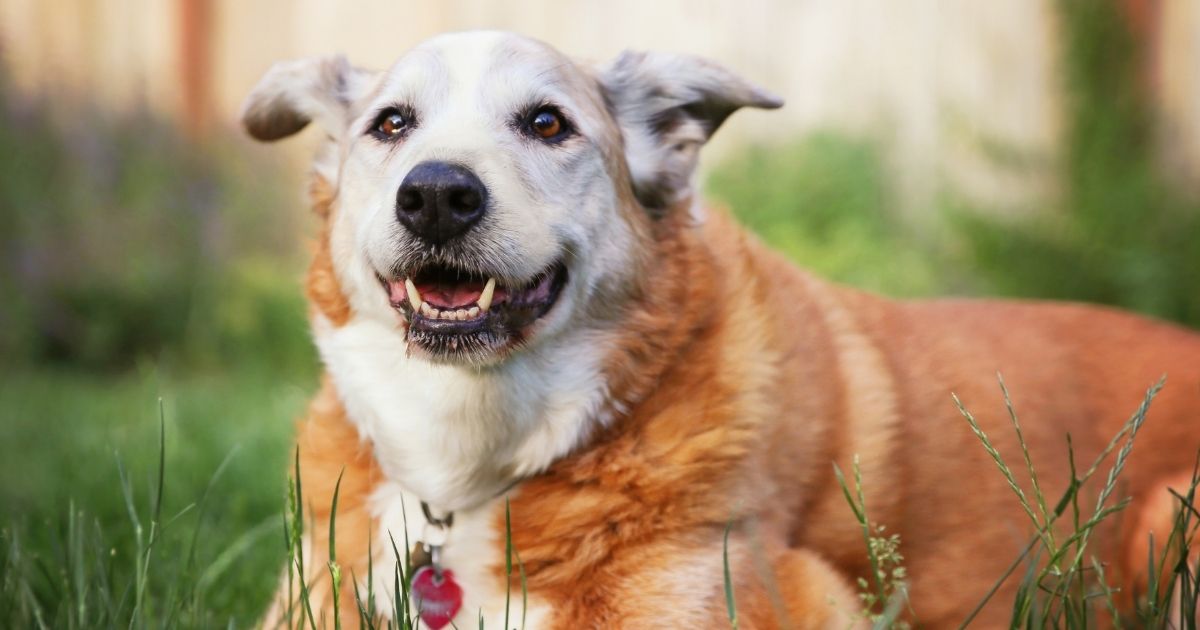 5 Reasons Why You Should Adopt a Senior Dog