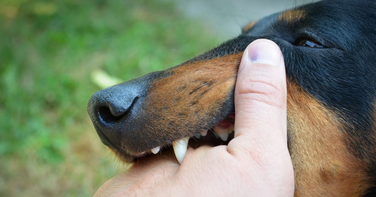 How You Can Help Control Rabies