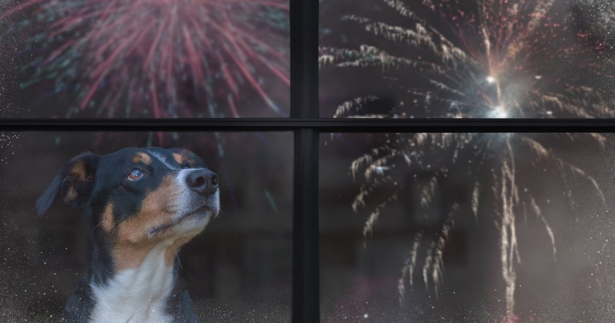 Why Are Dogs Afraid of Fireworks?