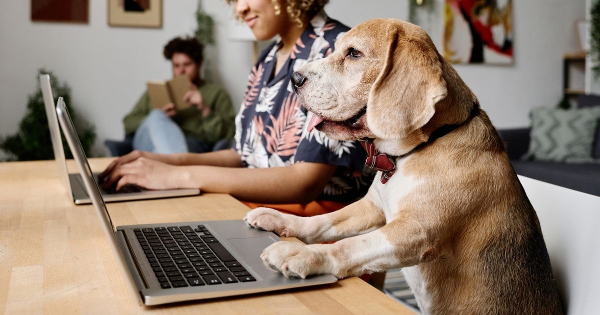 Work Like a Dog Appreciation Day