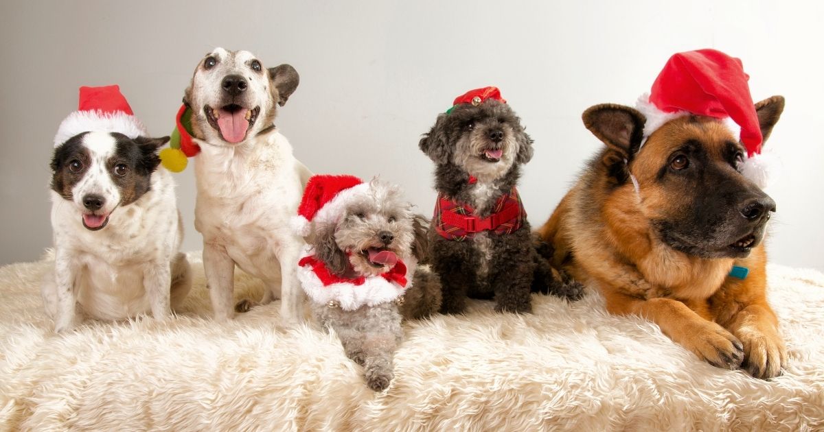 Merry Christmas, Happy Holidays from Vital Pet Life! "Tis the Season of Giving and Helping