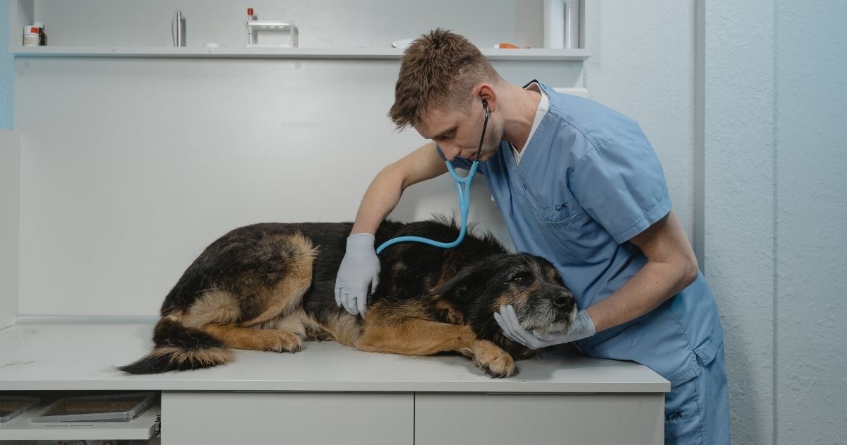 National Canine Lymphoma Awareness Day