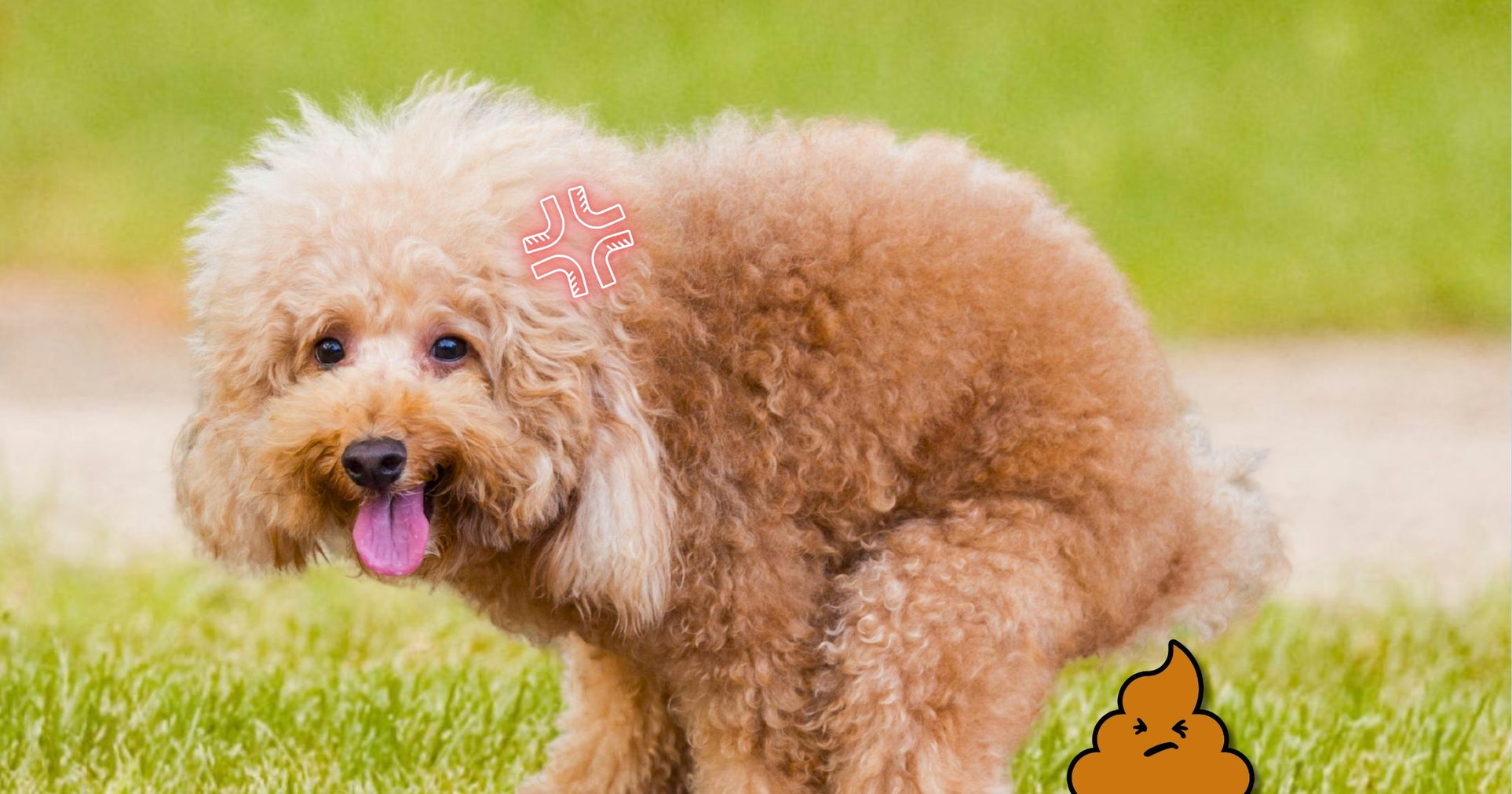 Understanding and Addressing Dog Diarrhea: A Comprehensive Guide