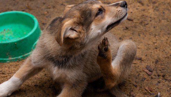 Cat allergic to salmon hotsell