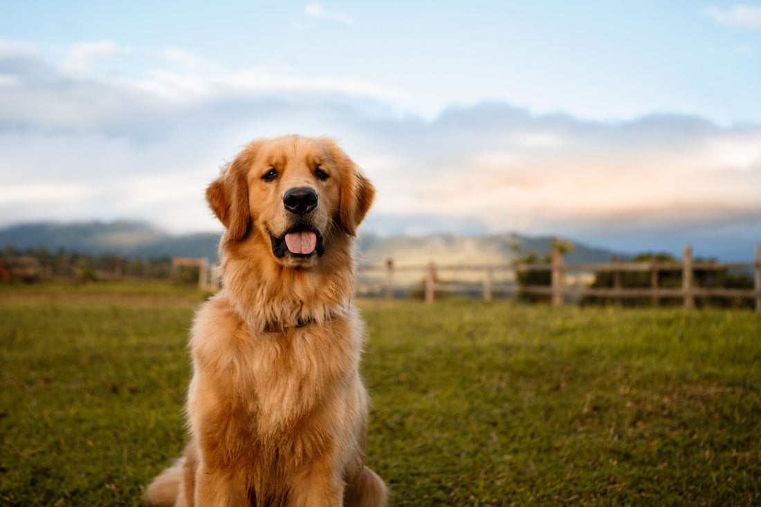 Healthy pet