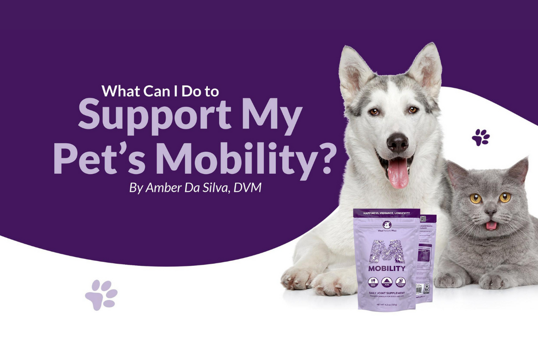 Support Pet's Mobility by joint supplement