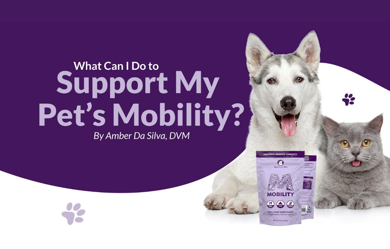 Support Pet's Mobility by joint supplement