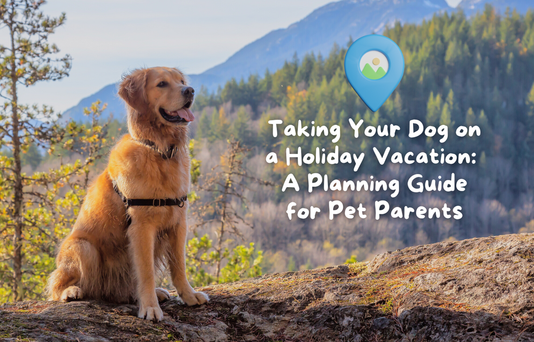 Taking your dog on a holiday vacation