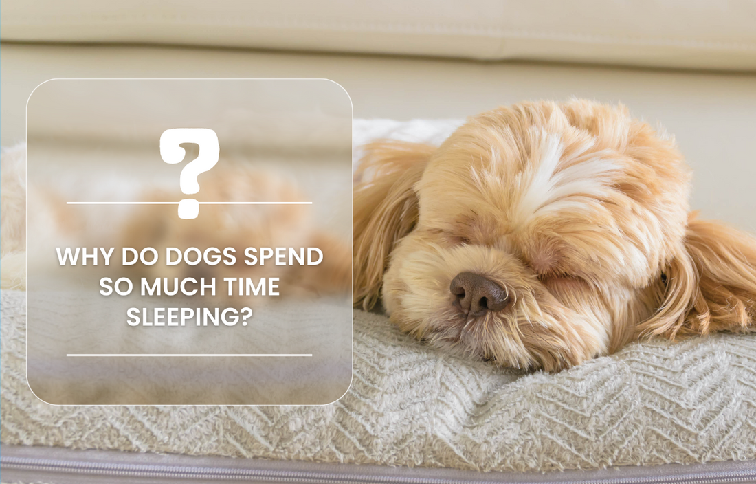 Why Do Dogs Spend So Much Time Sleeping?