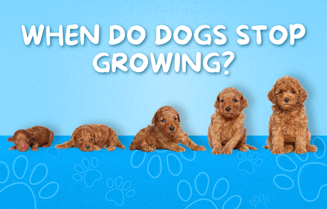 When do dogs stop growing