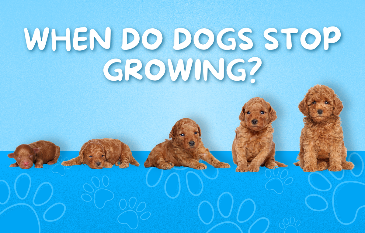 When Do Dogs Stop Growing? Vital Pet Life