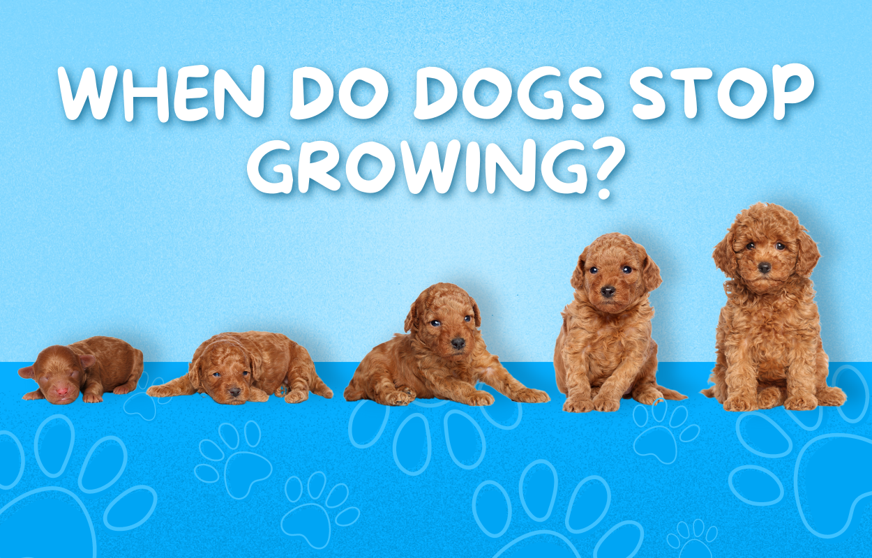 When do dogs stop growing