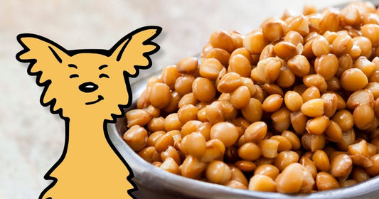 Can Dogs Eat Lentils? A Simple Guide for Dog Owners