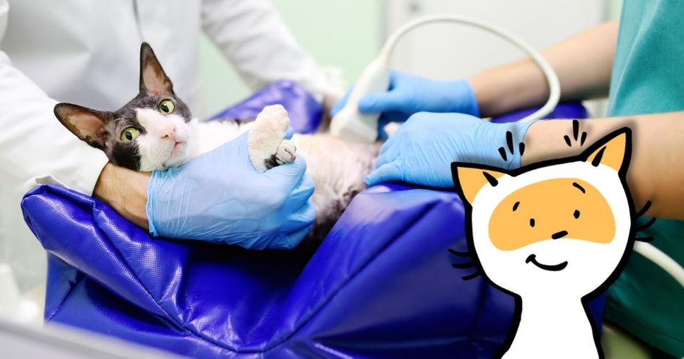 Picture of A Guide to Cat Pregnancy: From Conception to Caring — Vital Pet Life