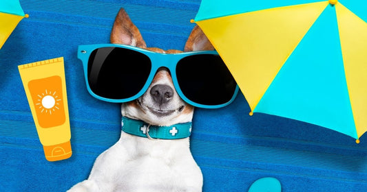Protecting Your Pooch: Can Dogs Use Sunscreen?