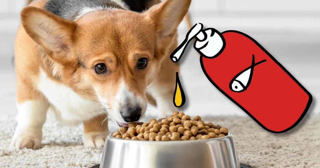 Elevate Your Dog's Vitality: Add Salmon Oil to Their Diet