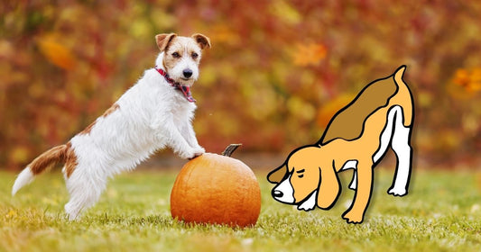 Exploring the Canine Connection with Pumpkin: A Nutritional Insight
