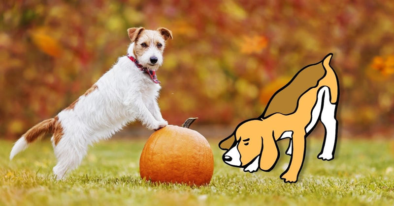 Exploring the Canine Connection with Pumpkin: A Nutritional Insight