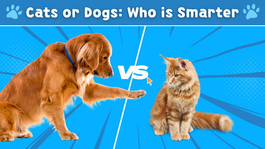 Are Cats Smarter Than Dogs? Let’s Consult Science!