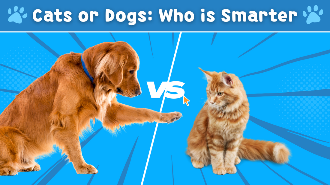 Are Cats Smarter Than Dogs? Let’s Consult Science!