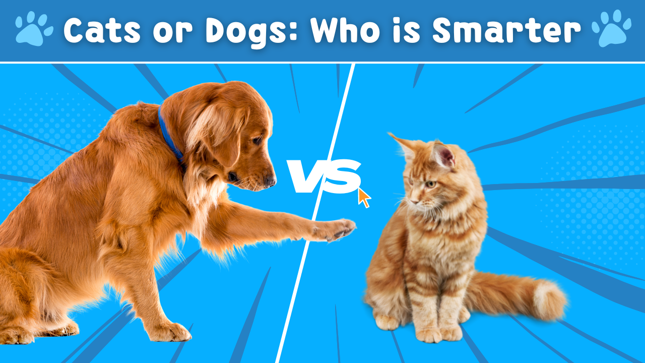 Are Cats Smarter Than Dogs? Let’s Consult Science!