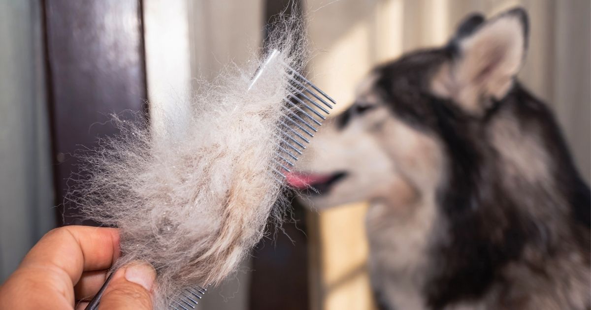 Fish Oil for Dogs: Does It Help with Shedding?