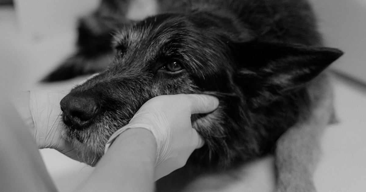 Prognosis for Lymphoma in Dogs