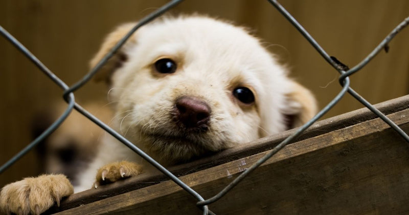 Be PAWESOME and Change A Pet’s Life Day