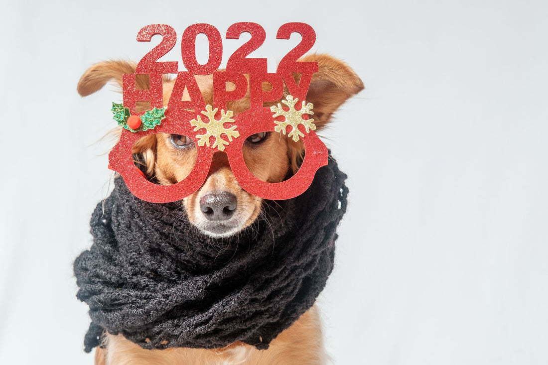 2023 Best 5 Cats and Dogs Health Tips