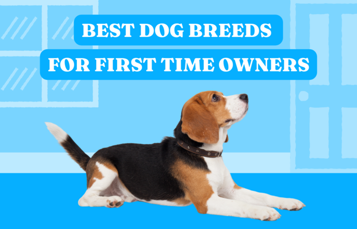 Best dog breeds for first time owners